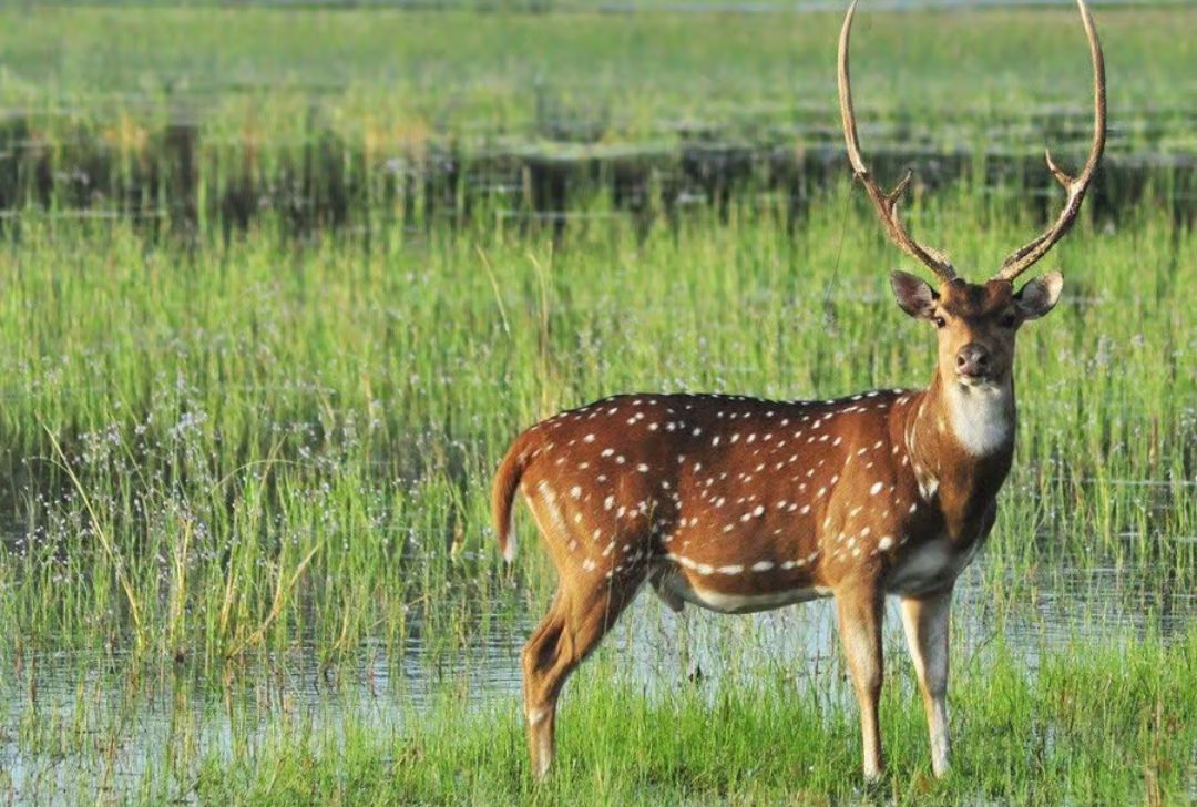 Minneriya National Park